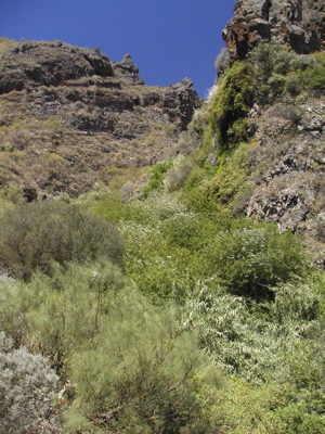 Foto der dichten Vegetation