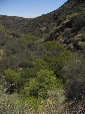 Dichte Vegetation im Grund des Tals