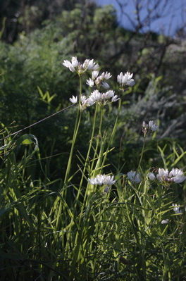 Rosen Lauch, Allium roseum