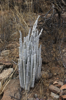 Rotbraune Leuchterblume, Ceropegia fusca Bolle
