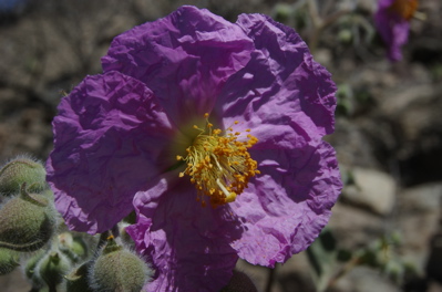 Cistus symphytifollius, Beinwellblättrige Zistrose
