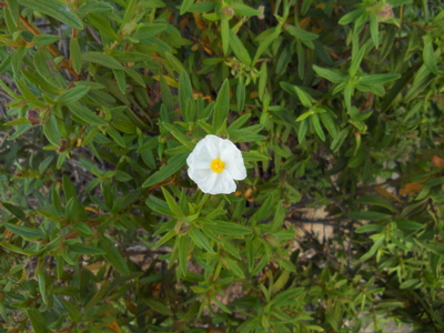 Cistus monspeliensis, Montpellier Zistrose