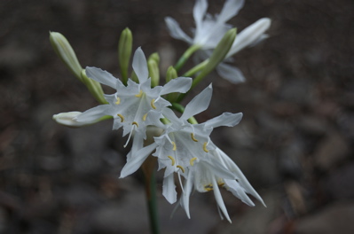 Kanaren Trichternarzisse, Pancratium canariense