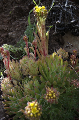 Sims Aeonium (Aeonium Simsii), Kanarische Pflanzen