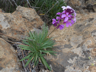 Zweifarbiger Schöterich, Erysimum bicolor, Kanaren Flora