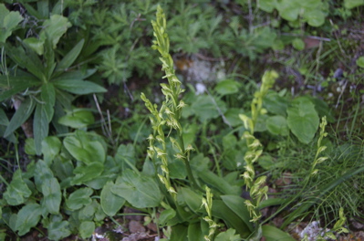 Kanarenstendel, Habernaria tridactylites Lindl, Kanaren Flora