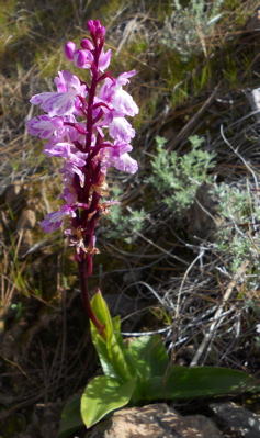 Kanaren Knabenkraut, Orchis -canariensis Lindl., Kanaren Flora
