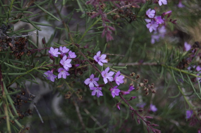 Kanaren Krummblüte, Campylanthus salsoloides