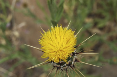 Malta Flockenblume, Centaurea melitensis