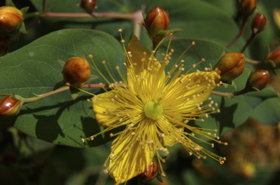 Hypericum, Kanarische Pflanzen
