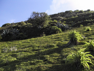 Foto der Vegetation im Winter