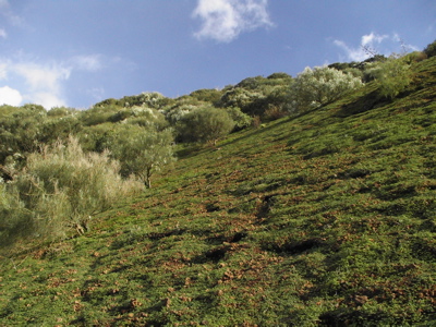 Blühende weisse Ginster beim Wandern auf Gran Canaria