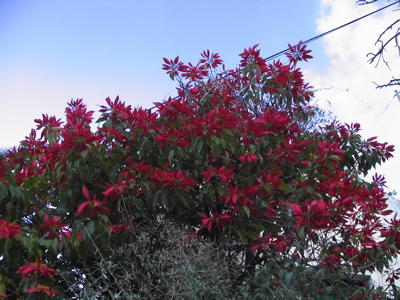 Weihnachtsstern Baum auf Gran Canaria