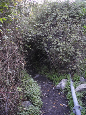Foto der dichten Vegetation