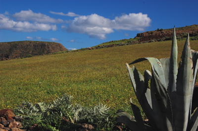 Blumenwiese im Norden von Gran Canaria