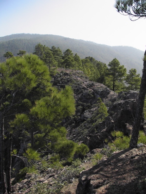 Kiefernwald von Tamadaba im Nordwesten von Gran Canaria
