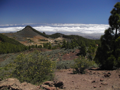 Roque Saucillo