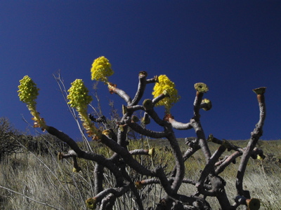 Blüten im Herbst auf Gran Canaria