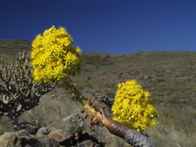 Wandern im Osten von Gran Canaria