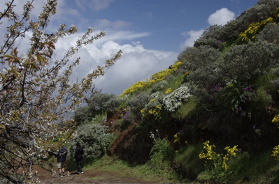 Blühende Bäume und Sträucher auf Gran Canaria