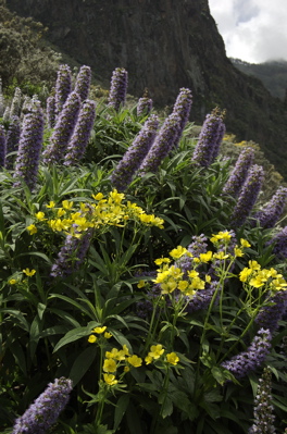 Blauer Natternkopf oberhalb von Valsequillo