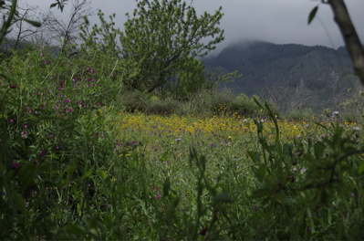 Blumen im Frühjahr, Gran Canaria