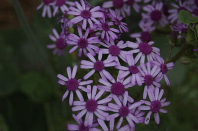 LIla Blüten