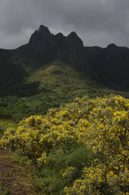 Blühender Ginster vor dem Roque Grande, Valsequillo