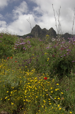 Blühende Wiese vor dem Roque Grande