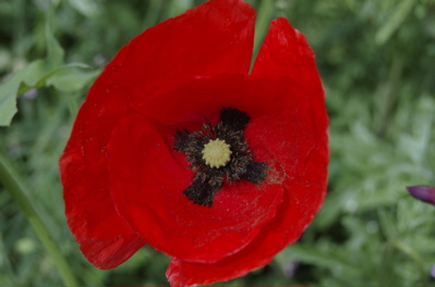 Mohnblüte
