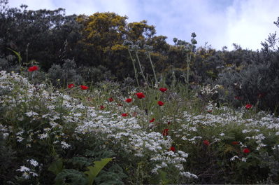 Bunte Blumen in Gran Canaria